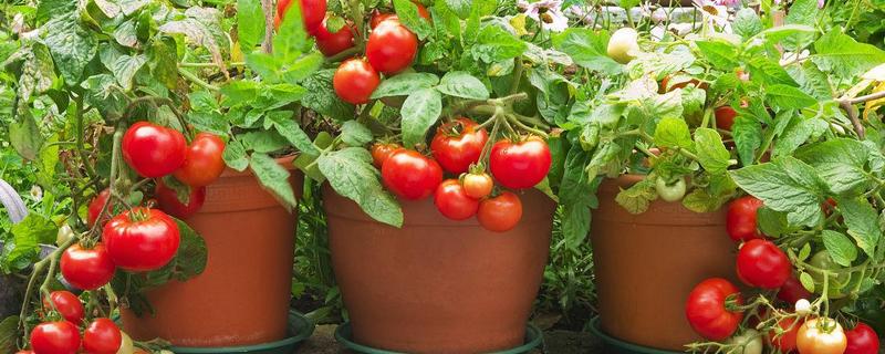 盆栽番茄怎么种植，有哪些要点