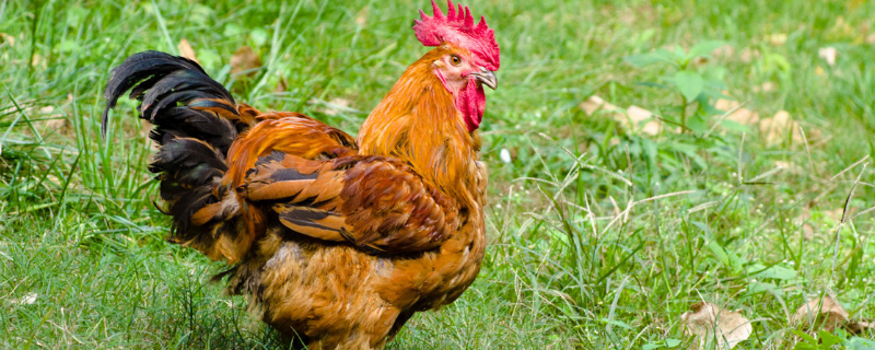鸡是什么科属动物，农村养什么鸡赚钱