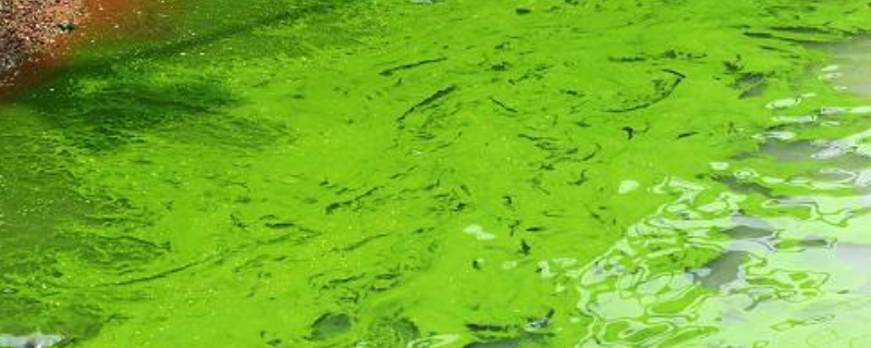 养殖水体出现蓝藻怎么处理，为什么池塘容易爆发蓝藻