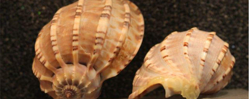 海螺的养殖方法，有哪些要点