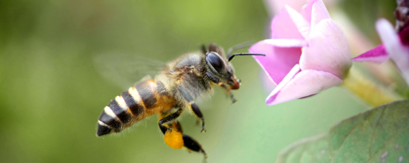 蜜蜂快速繁殖方法，蜜蜂怎么分蜂和管理