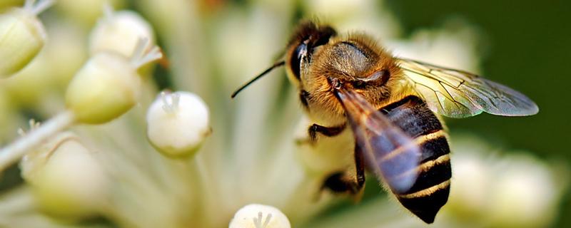 野蜂怎样越冬，具体有哪些措施