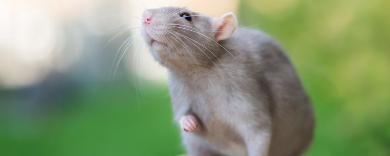 怎么消灭老鼠和跳蚤，具体有哪些方法