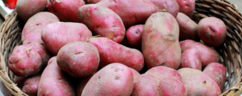 红皮土豆和黄皮土豆有什么不同，红皮土豆是不是转基因