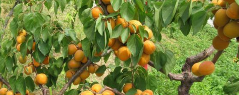 一亩地能栽几棵杏树，杏树的亩利润是多少