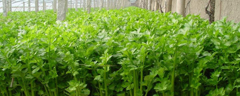 温室芹菜有哪些种植技术要点，怎样防治芹菜空心病