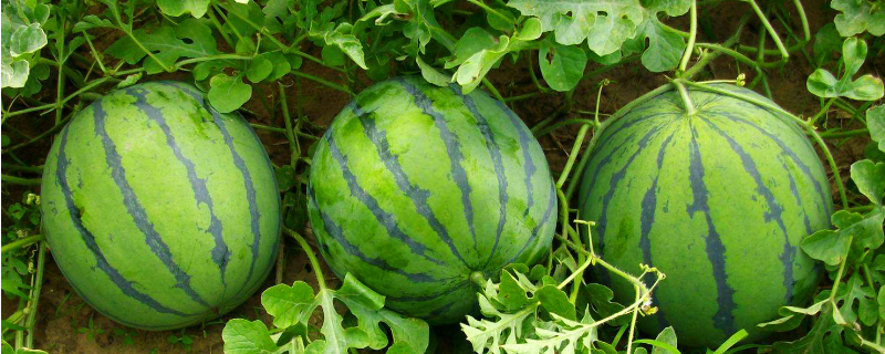 夏季西瓜的种植方法，附病虫害防治