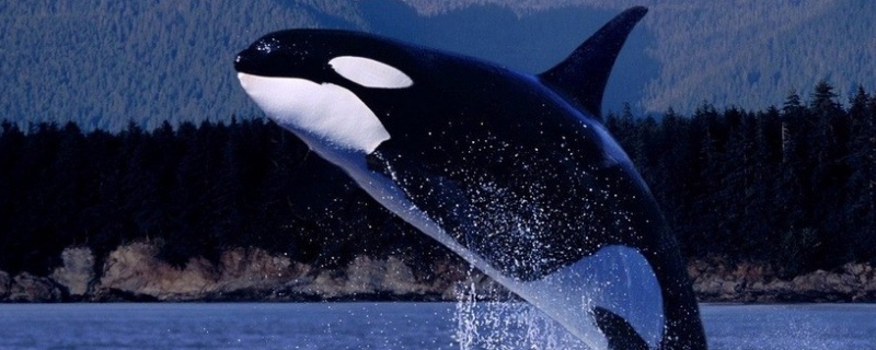 鲸鱼和海豚有什么不同，附鲸鱼的分类
