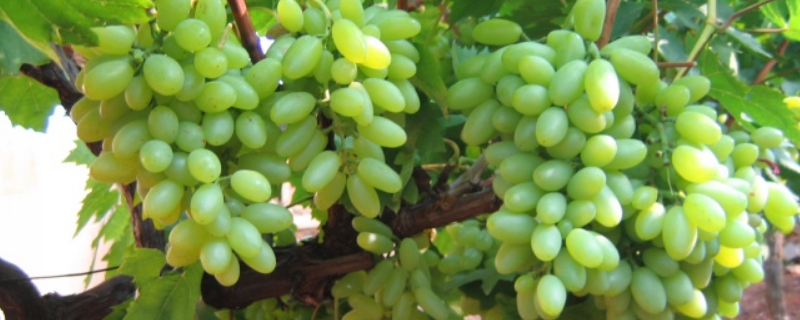 青提葡萄一般何时成熟，附青提葡萄种植技术