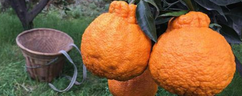 不知火是橙子还是橘子，有哪些种植和管理技术要点
