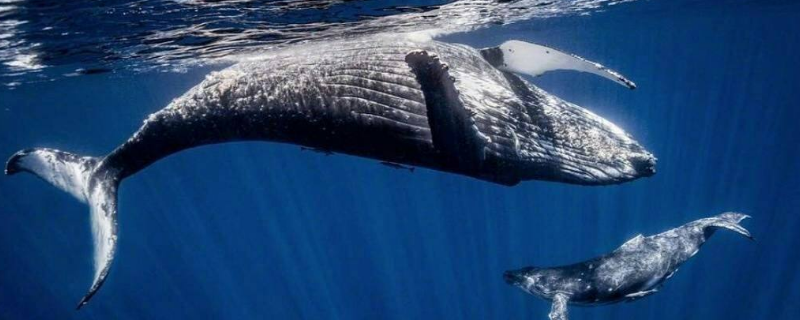 鲸鱼的象征意义有哪些，鲸鱼是什么动物