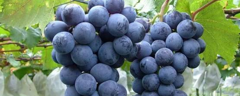 辽峰葡萄主要产自哪里，附品种特性和栽培技术要点