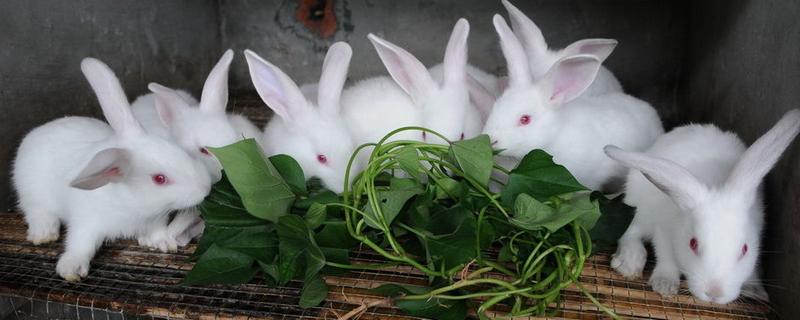 兔子夏季养殖方法，有哪些技术要点