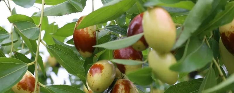 红枣树怎么种植，附其管理办法