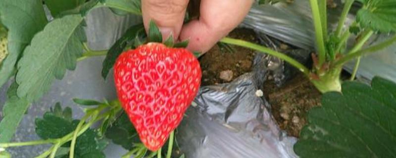 草莓在种植过程中会使用什么农药，草莓农药有什么危害