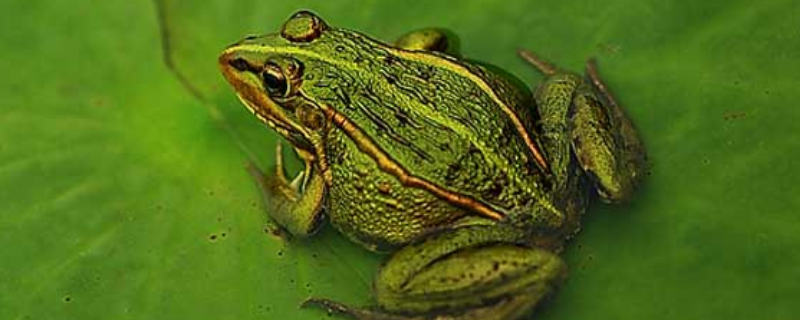 青蛙是不是保护动物，属于国家三级保护动物的蛙类有哪些