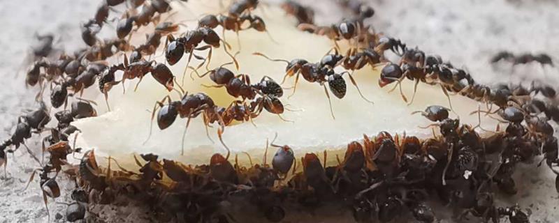 蚂蚁属于益虫还是害虫，附蚂蚁的生活习性
