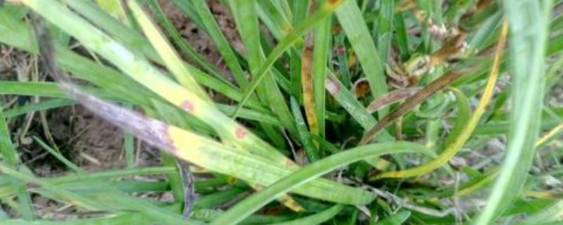麦冬草病害的防治方法，有哪些危害症状