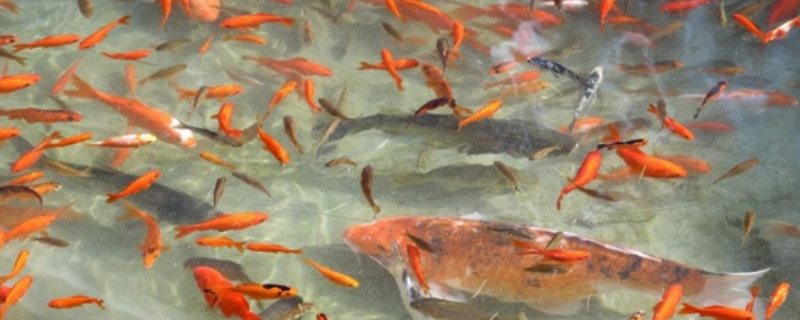 怎么给金鱼针苗换水，附金鱼针苗的饲养方式