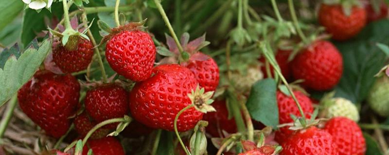 南方草莓怎么种植，有哪些要点