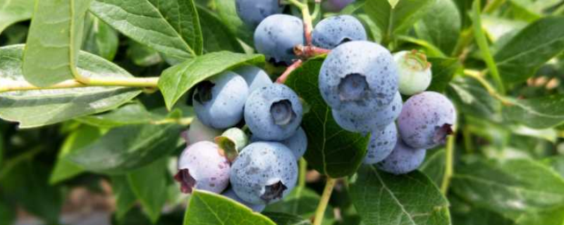南方蓝莓怎么种植，有哪些要点