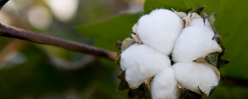 棉花的种植方法，有哪些种植管理要点