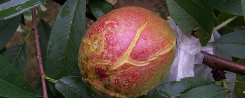 桃子裂果可以打什么药，附桃子裂果的原因和解决办法