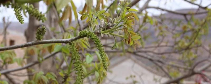核桃的花期一般在几月，附核桃树的生长习性