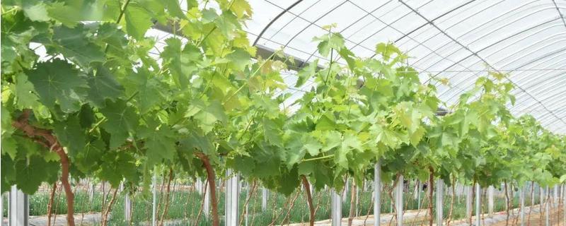 大棚温室葡萄的种植方法，有哪些要点
