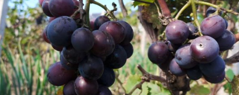 南方葡萄怎么种植，有哪些技术要点