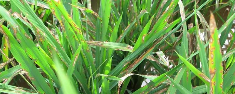 水稻叶瘟病有哪些症状，具体怎么防治