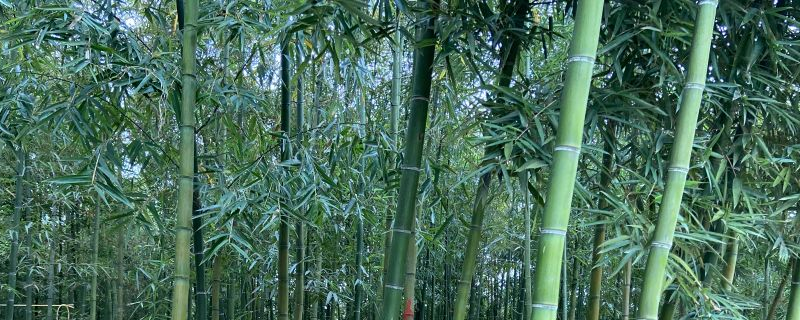 雷竹怎么种植，有哪些生长习性