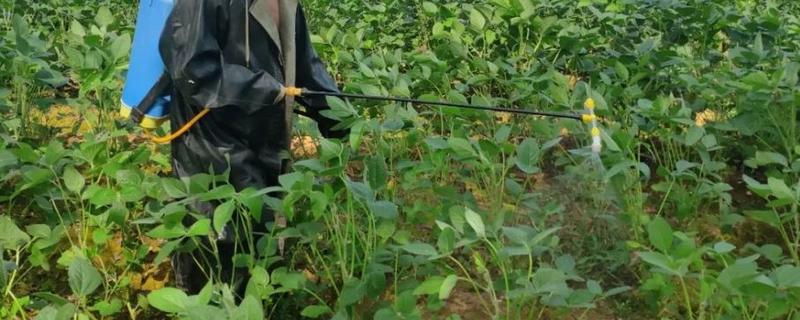 种植大豆打防虫药的时间，大豆常见的虫害及防治方法