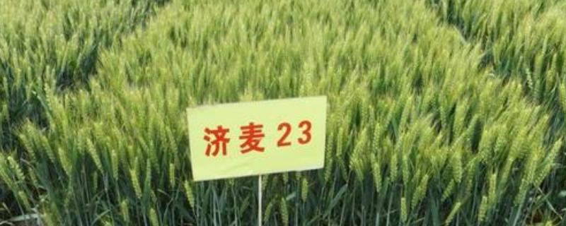 济麦23有什么特点，济麦23和济麦22有什么区别