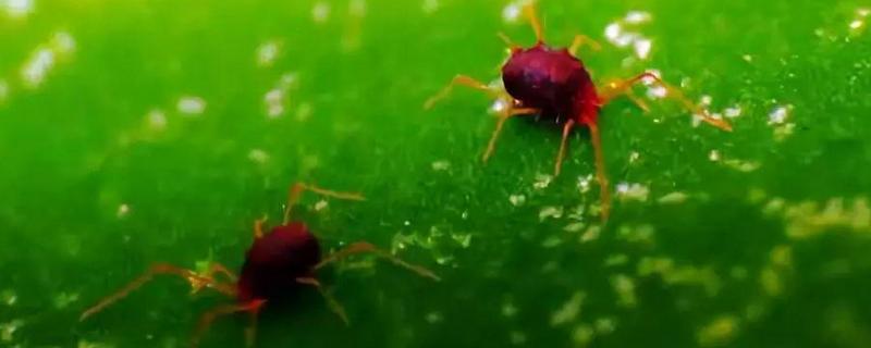 毒死蜱能否杀红蜘蛛，附毒死蜱的使用方法
