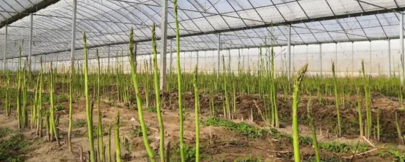 大棚芦笋的种植方法，有哪些技术要点
