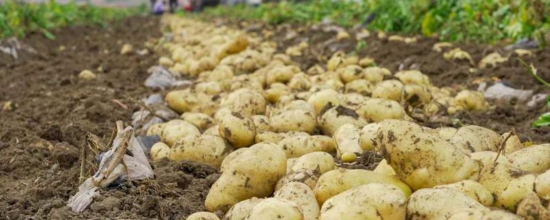 冬季土豆怎么种植，有哪些技术要点