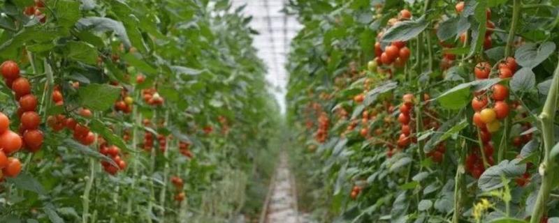 大棚西红柿高产种植方法，有哪些技术要点