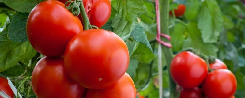 大棚西红柿怎么种植， 西红柿有什么价值