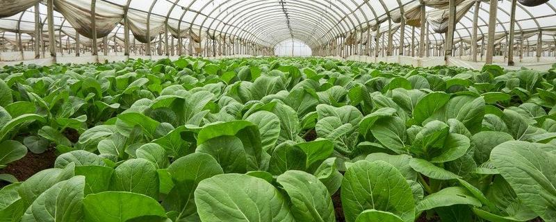 种植蔬菜的新技术，有哪些要点