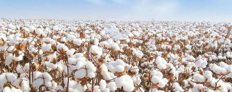 哪个国家最早种植棉花，附棉花经济价值