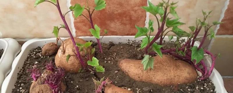 红薯盆栽怎么种植，有哪些技术要点