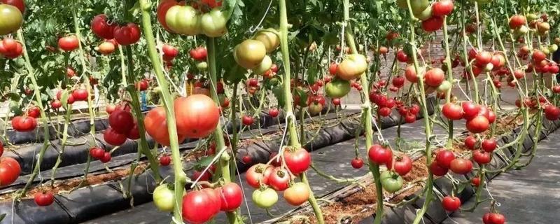 番茄的高效种植方法，有哪些管理技术要点