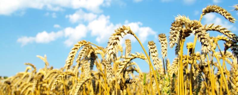 小麦怎么种植，有哪些技术要点