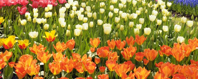 荷兰郁金香的花期，有哪些生长习性