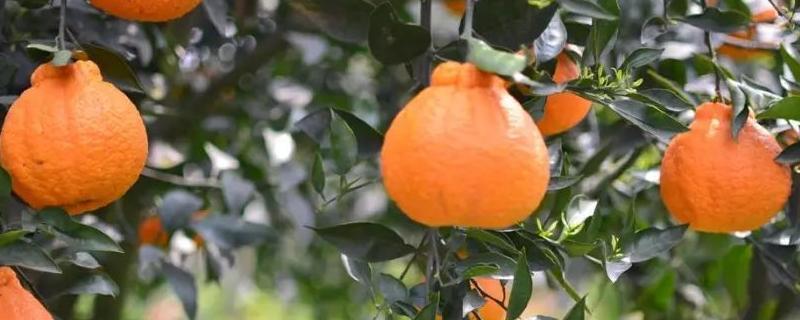 丑橘的上市时间，有哪些种植技术