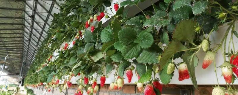 草莓有哪些无土栽培技术，具体有哪些要点