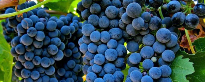 酿酒葡萄怎么种植，有哪些技术要点