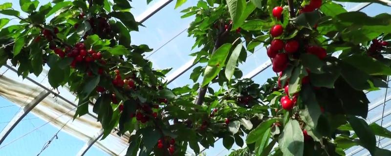 大棚樱桃怎么种植，有哪些技术要点