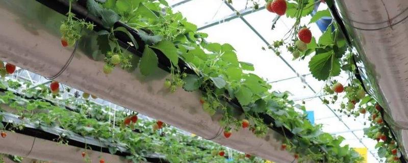 草莓怎么进行立体种植，什么是立体种植